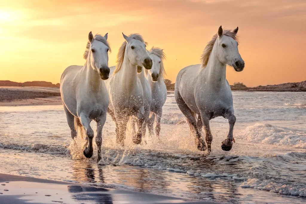 Chevaux de Camargue au coucher du soleil près du Camping Saint Gabriel