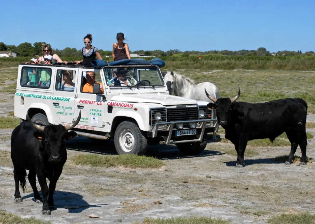 Safari en Camargue près du Camping Saint Gabriel à Tarascon