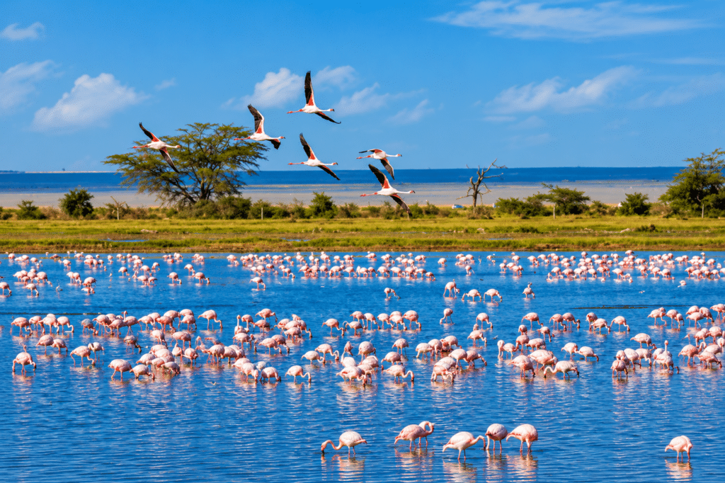 Flamants roses dans les étangs de Camargue près du Camping Saint Gabriel