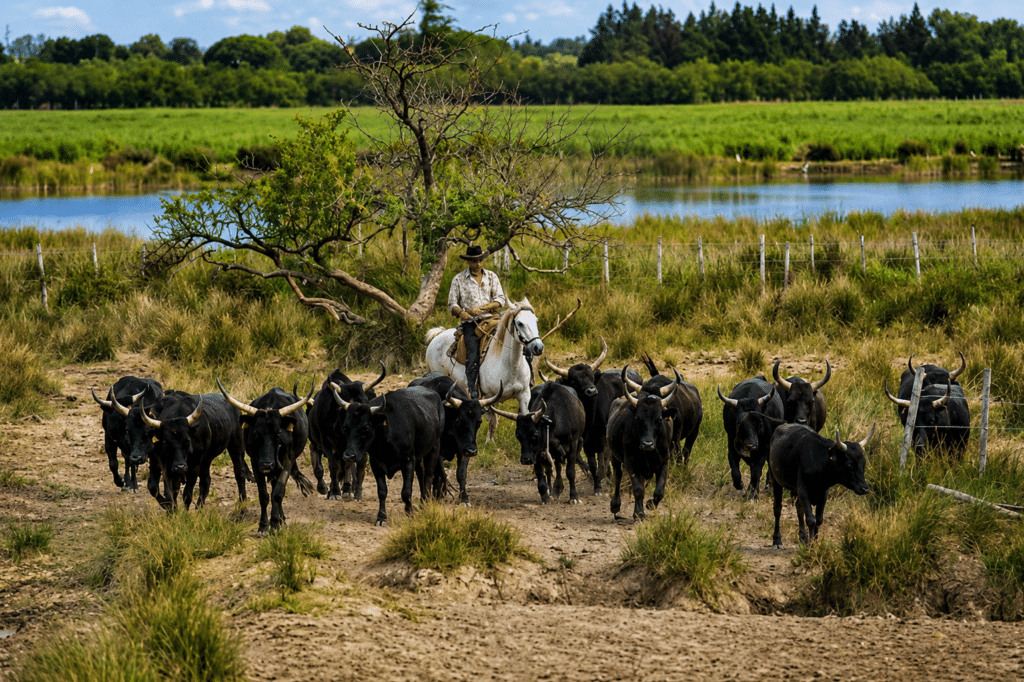 Gardian camarguais avec chevaux blancs et taureaux en Camargue