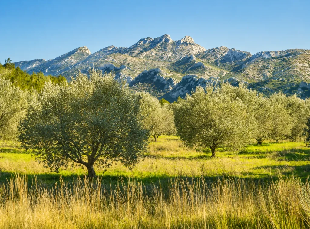 « Château de Tarascon » by Wolfang Staudt is licensed under CC BY 2.0 DEED Oliveraies et massif des Alpilles en Provence